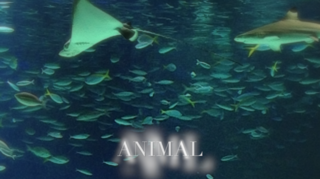 animal.png