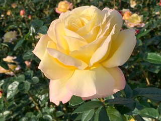 rosa_202011.JPG