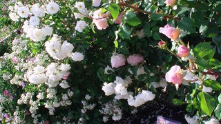 rose_2018_3.jpg