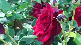 rose_2018_4.jpg