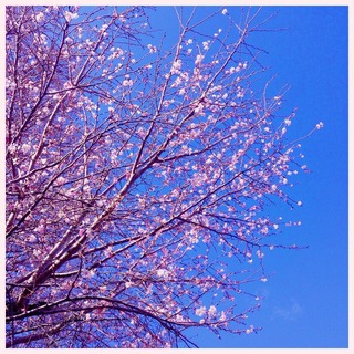 sakura_winter1.jpg