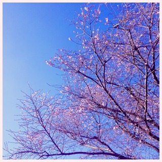 sakura_winter2.jpg